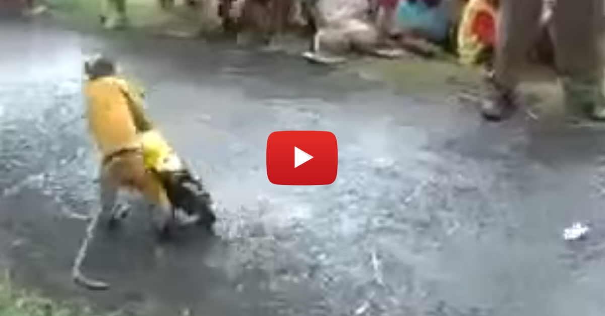 This Motorcycling Riding Monkey Is Just What Your Day Needs - alt_driver