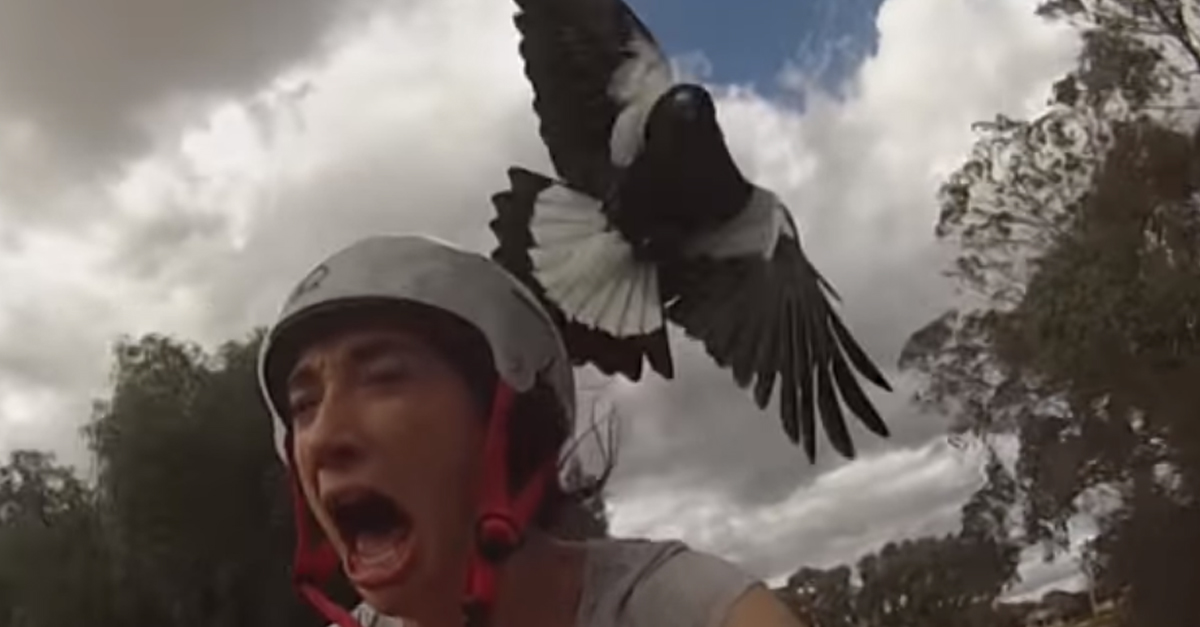 Australian Magpies Are “Swooping” Again, So Cover Your Eyes | Engaging Car Reviews, and Content You Need to See – alt_driver