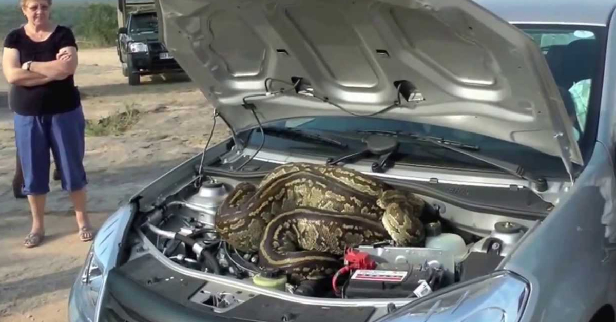 Huge 16 Foot Python Found Under Car Hood - alt_driver