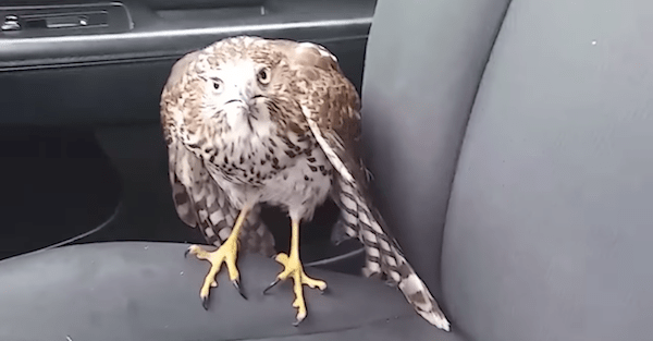 An injured hawk avoids the hurricane by taking a cab in Houston
