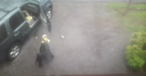Shirtless dude letting bears out of van is the funniest thing you’ll see today
