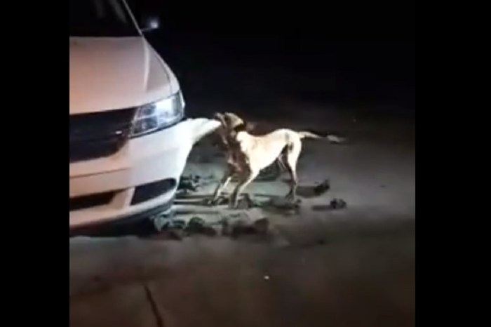 Georgia Woman Says She Got Death Threats After Video of Pit Bull Destroying Car Went Viral