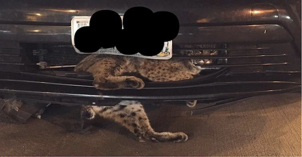 Somehow, a Bobcat survives after being hit by a Prius and going on a long, wild ride
