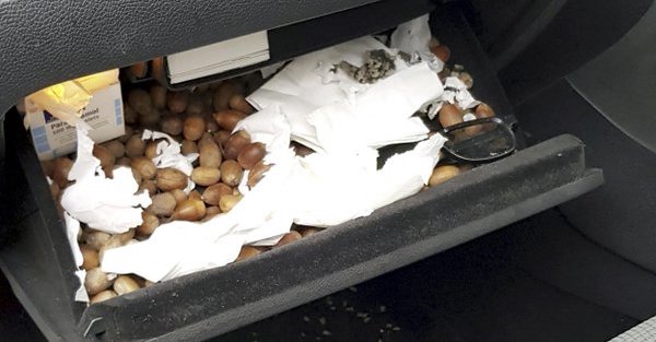 Squirrels rendered a man’s car nearly undriveable using nothing but acorns