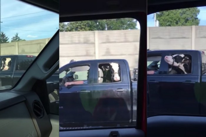 Cow Enjoys Fun Ride in the Backseat of a Pickup