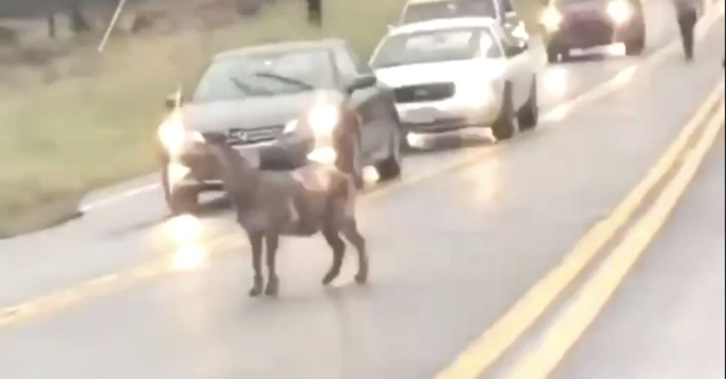 goat in traffic