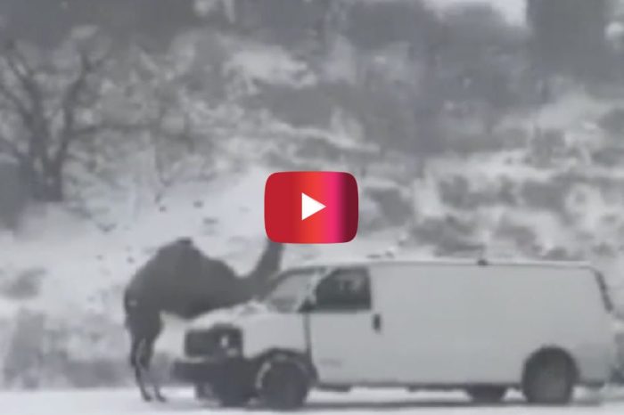 This Camel That Got Stranded in a Snowstorm Is Now a Pennsylvania Celebrity