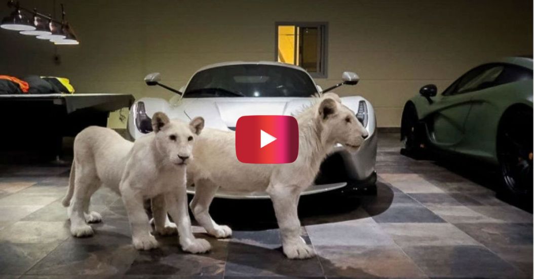 lions in garage