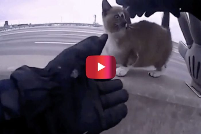 Incredible Bodycam Footage Shows Missouri Cop Rescue Kitten from Busy Highway