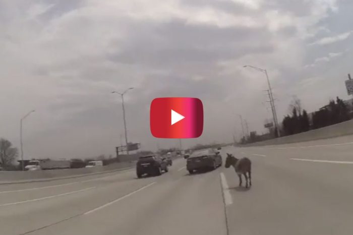 Dusty the Donkey Caused A Lot of Trouble for One Chicago Sheriff’s Officer