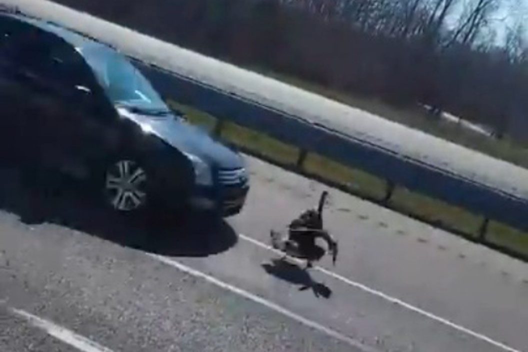 turkey hit by ford focus