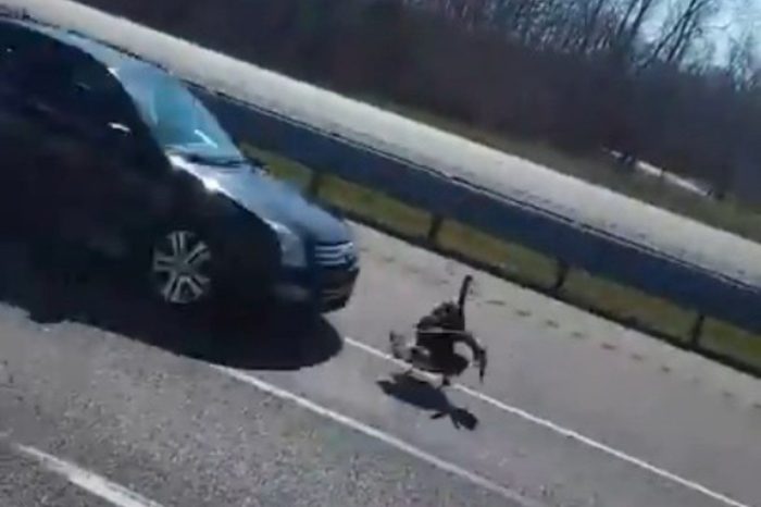 Turkey Survives Semi Crash, But Immediately Gets Flattened by Passing Car