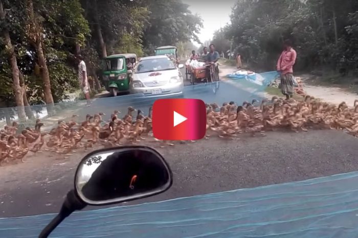 A Never-Ending Flock of Ducks Caused This Unexpected Traffic Jam