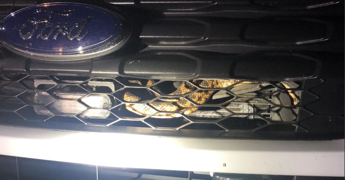 This Sneaky Snake Tried Pulling a Fast One on Chicago-Area Cops