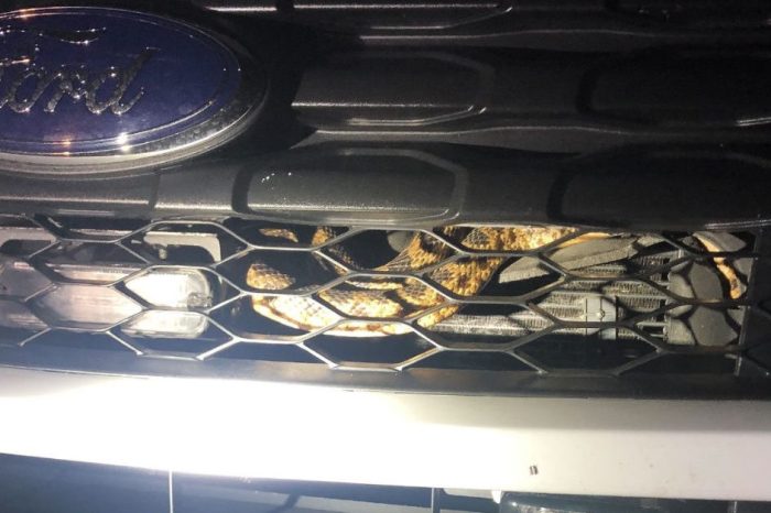 This Sneaky Snake Tried Pulling a Fast One on Chicago-Area Cops