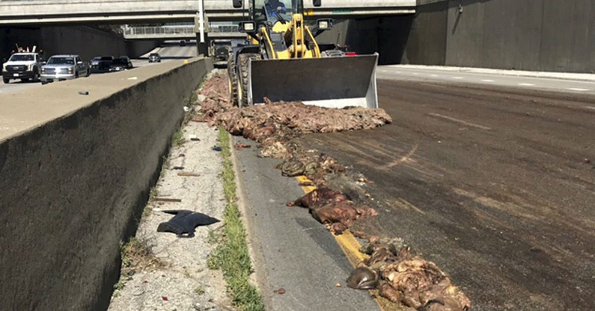 Big Rig Causes Big Problem After Spilling Pig Guts on Highway