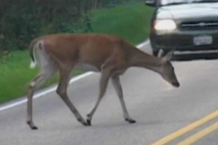 73-Year-Old SUV Driver Killed After Airborne Deer Smashes Through Windshield