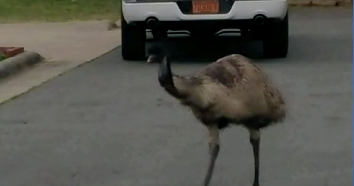 Runaway Emu: North Carolina Big Bird Last Spotted Jumping on Hood of Car