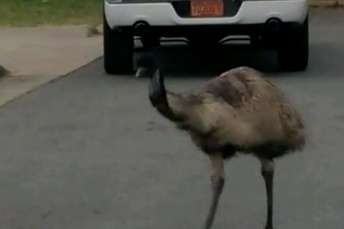 Runaway Emu: North Carolina Big Bird Last Spotted Jumping on Hood of Car
