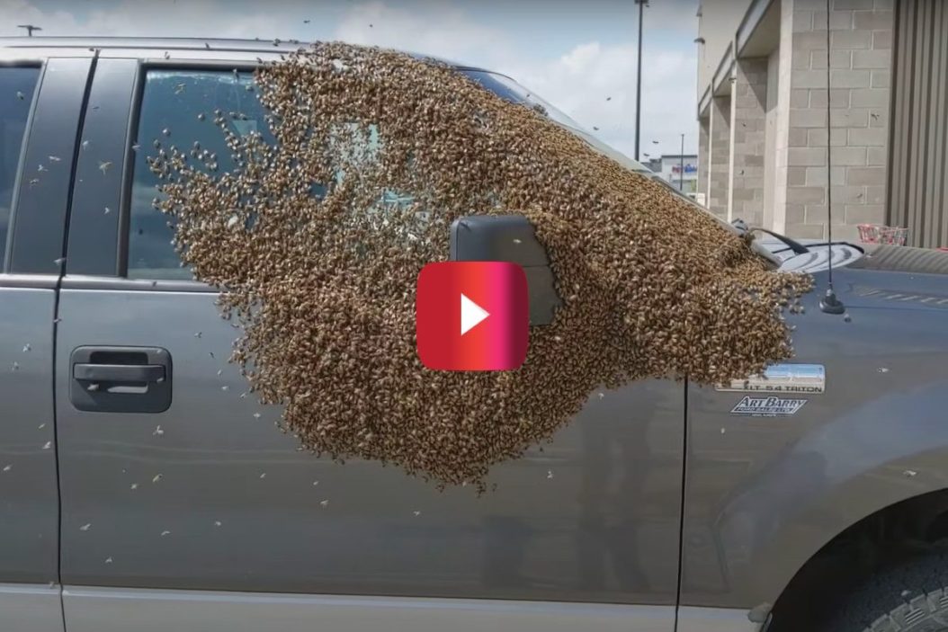 pickup truck covered in bees