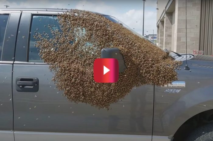 Beekeepers Save Pickup Truck Driver From This Aggressive Horde
