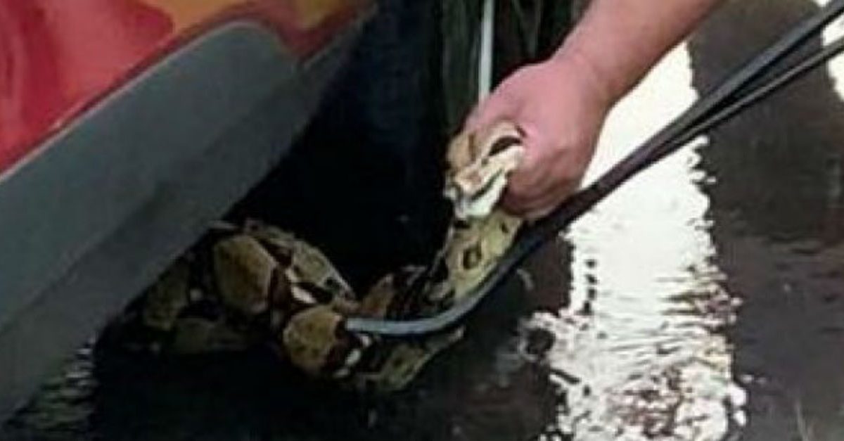 Connecticut Police, Residents Team up to Rescue Massive Snake from Car Engine