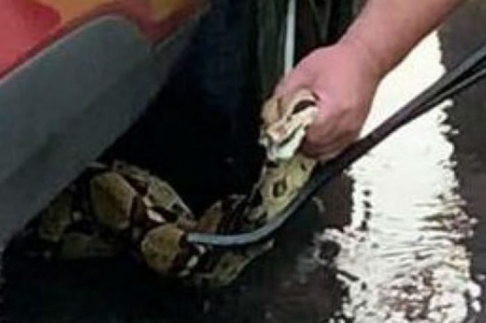 Connecticut Police, Residents Team up to Rescue Massive Snake from Car Engine