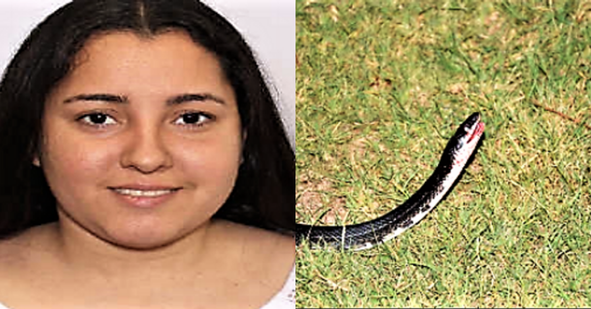 Crazy Carjacker Threw a Live Snake at Her Victim Before Crashing SUV