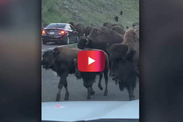 Crazy Video Shows Charging Bison Smash Car Window