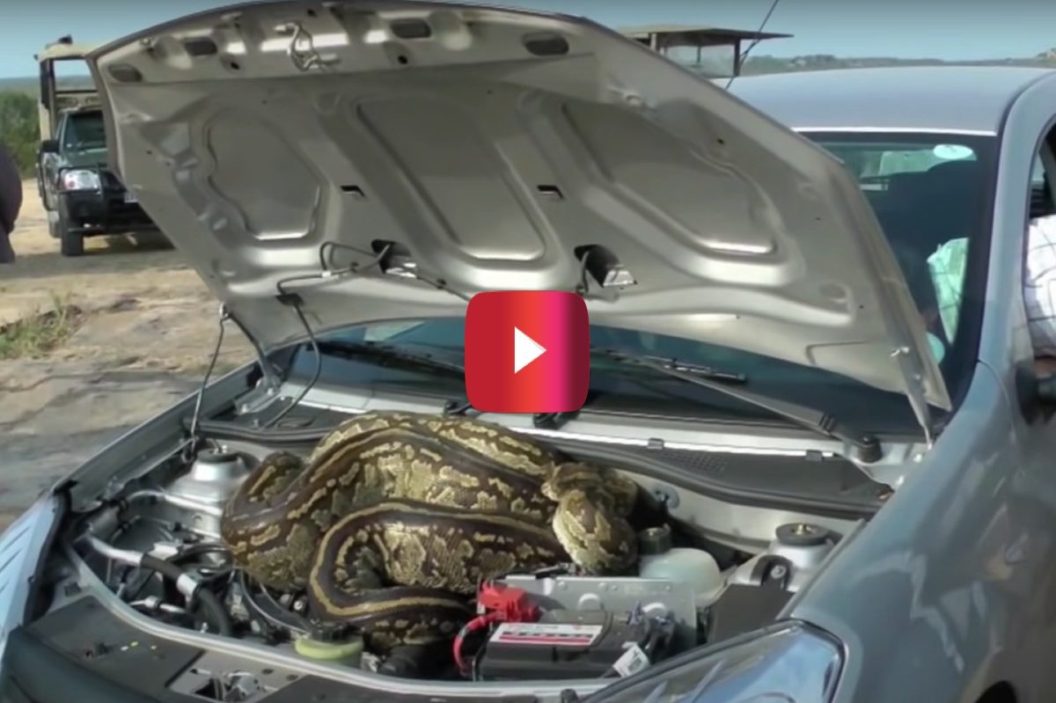 python in car's hood