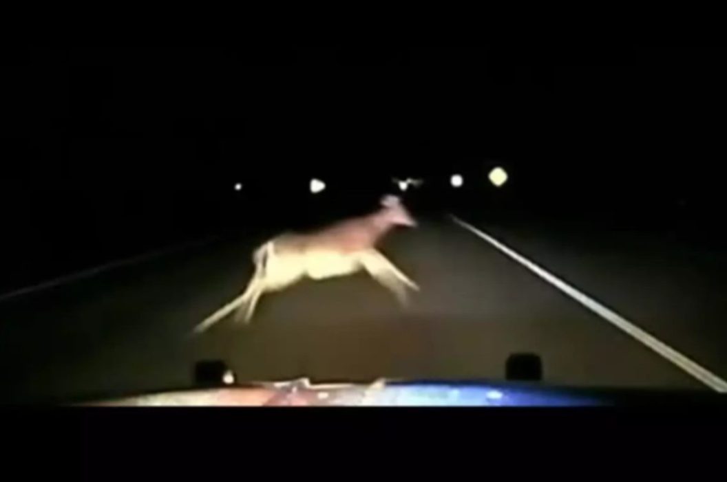 deputy hits deer