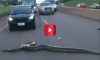 anaconda crosses the road in brazil