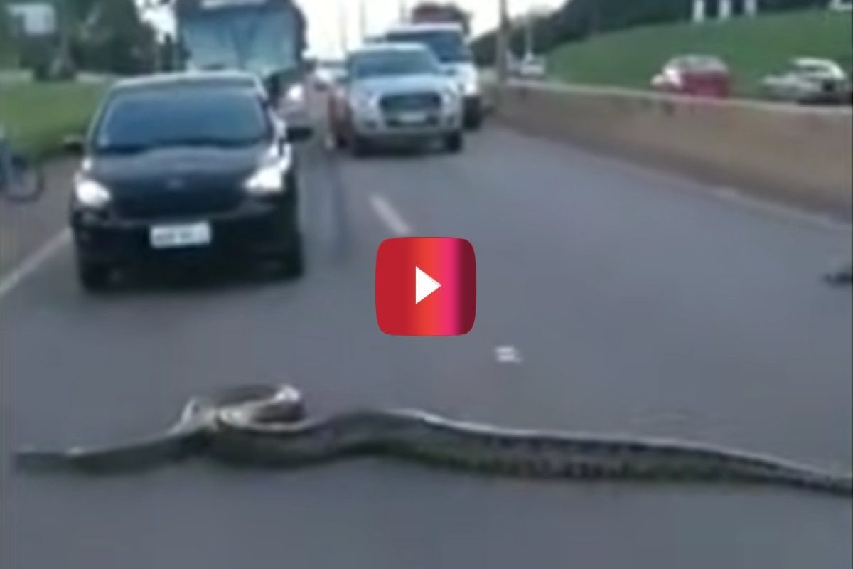 anaconda crosses the road in brazil