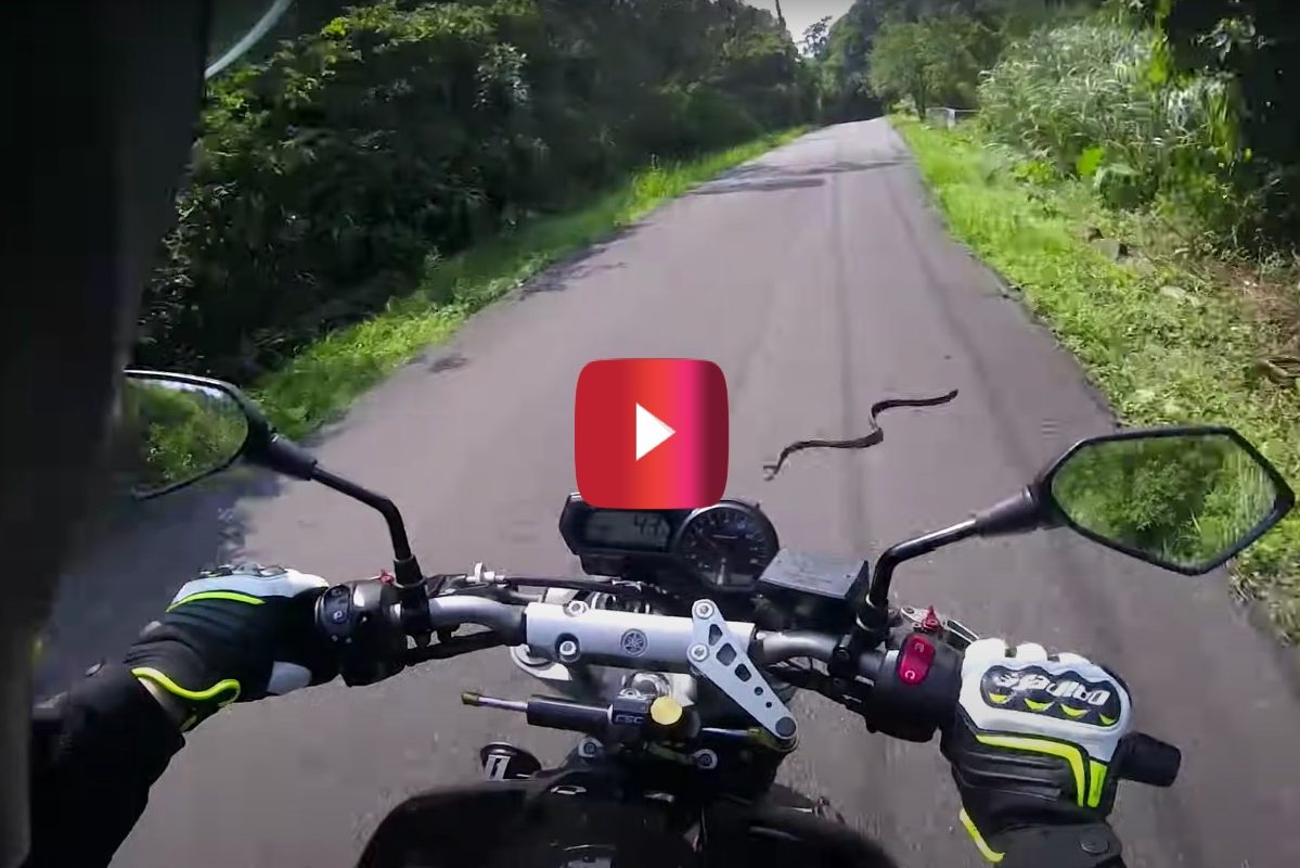 biker runs over snake