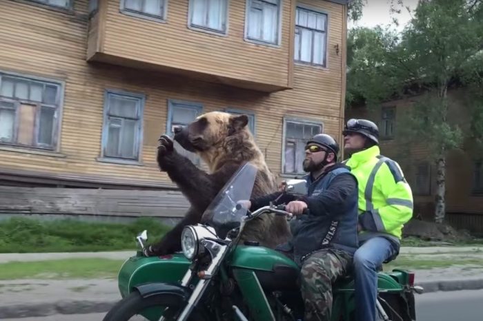 This Trained Bear Named Tim Is the Friendliest Motorcycle Passenger
