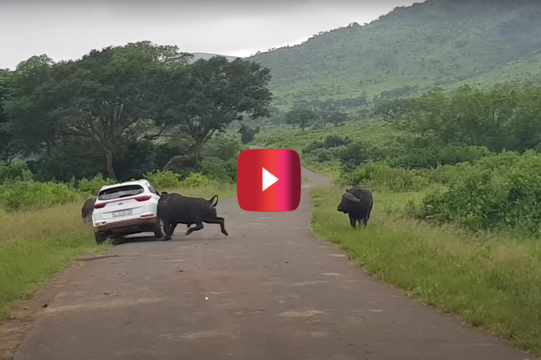 buffalo rams car