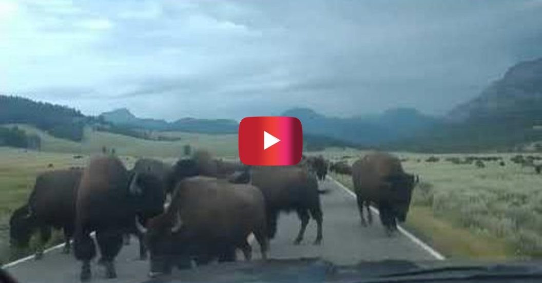 bison crossing yellowstone