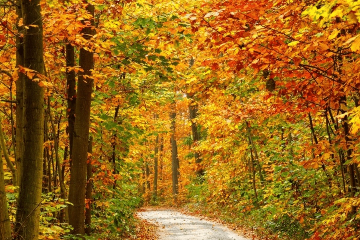 The 10 Best Places to Go for a Fall Foliage Road Trip | Engaging Car