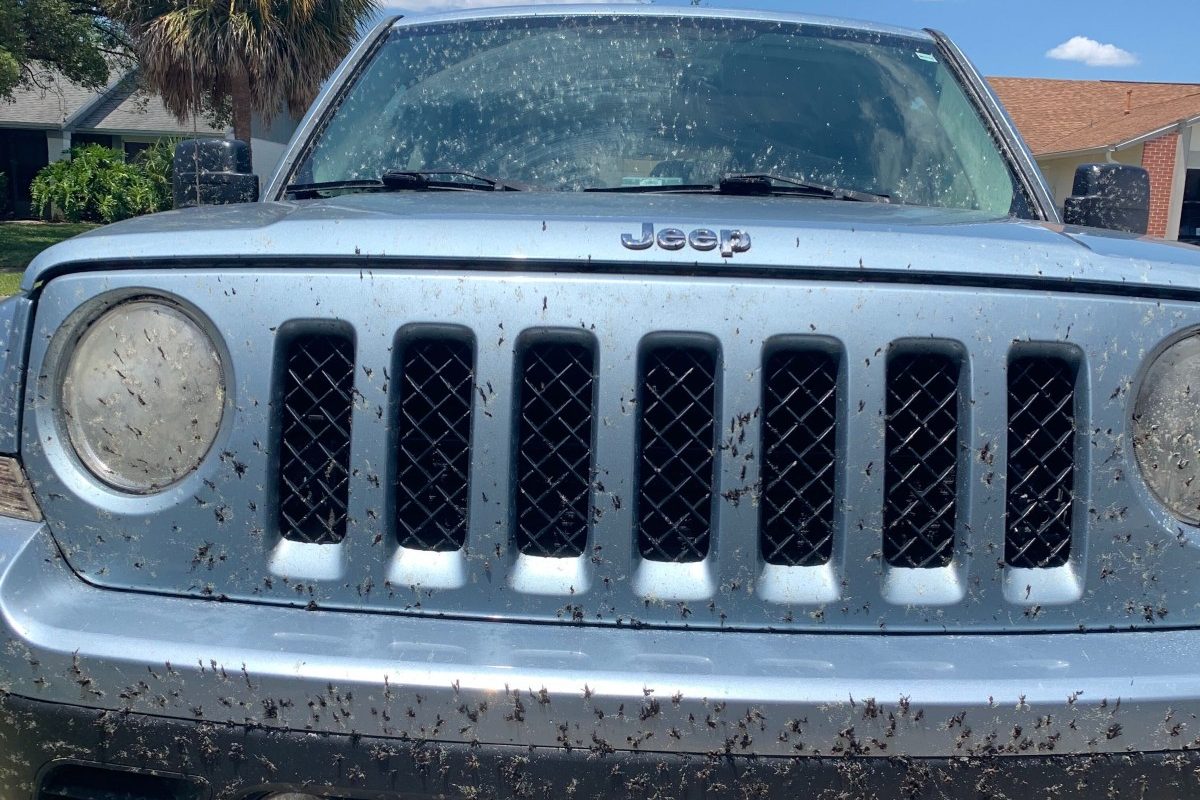 love bugs on jeep