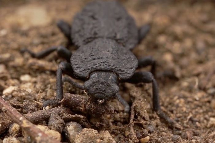 This Beetle’s Super-Tough Armor Could Lead to Construction of Stronger Planes
