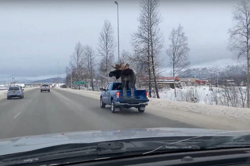 moose in pickup truck