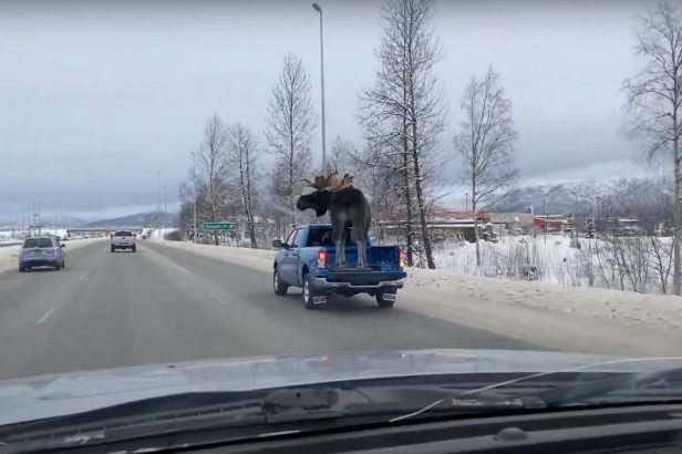 Driver Hauls Giant Stuffed Moose in the Bed of His Ram Pickup