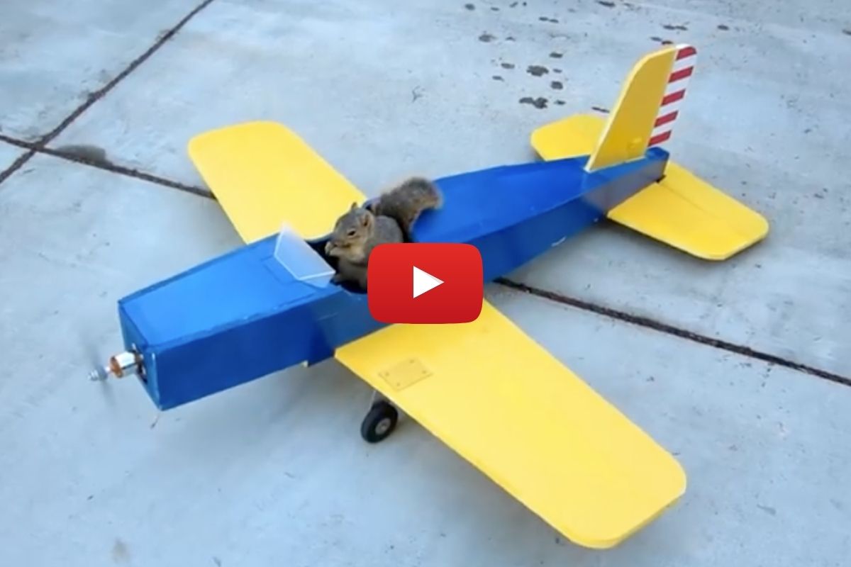 “Hold My Acorn”: Sneaky Squirrel “Steals” Airplane From Hobbyist - alt ...