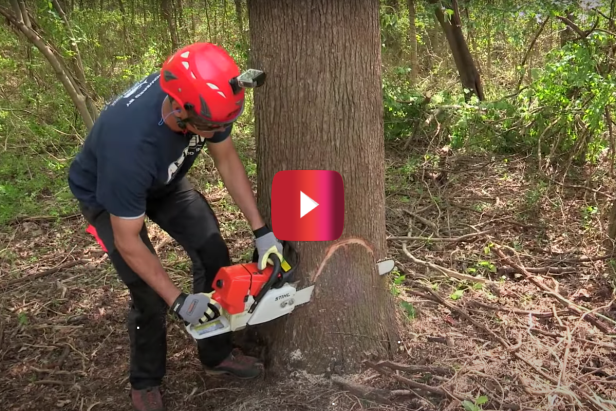 How to Safely and Effectively Fell a Tree With a Chainsaw