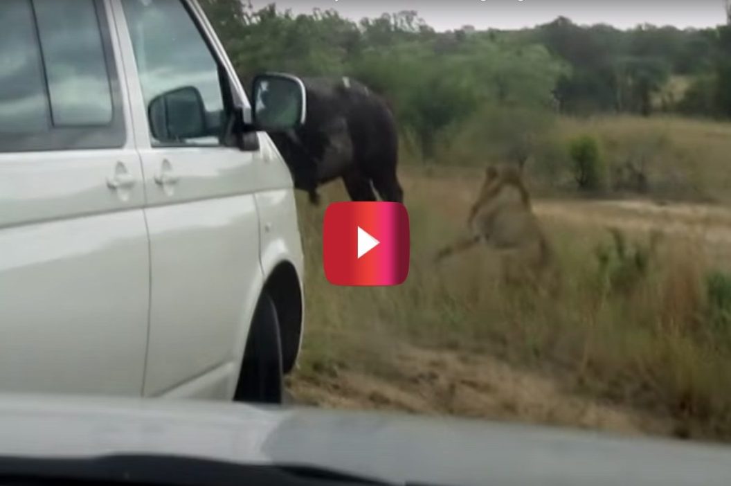 buffalo bursts car tire to escape lion attack