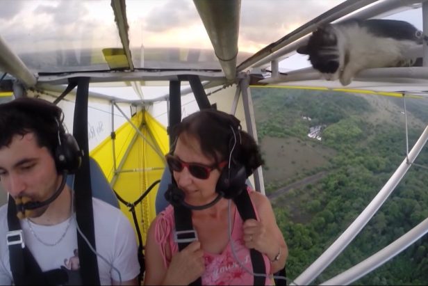Cat Goes for a Wild Ride on Airplane Wing