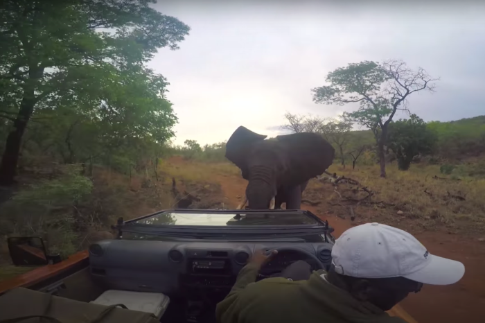 Elephant Charges Film Crew’s Car in Wild Video