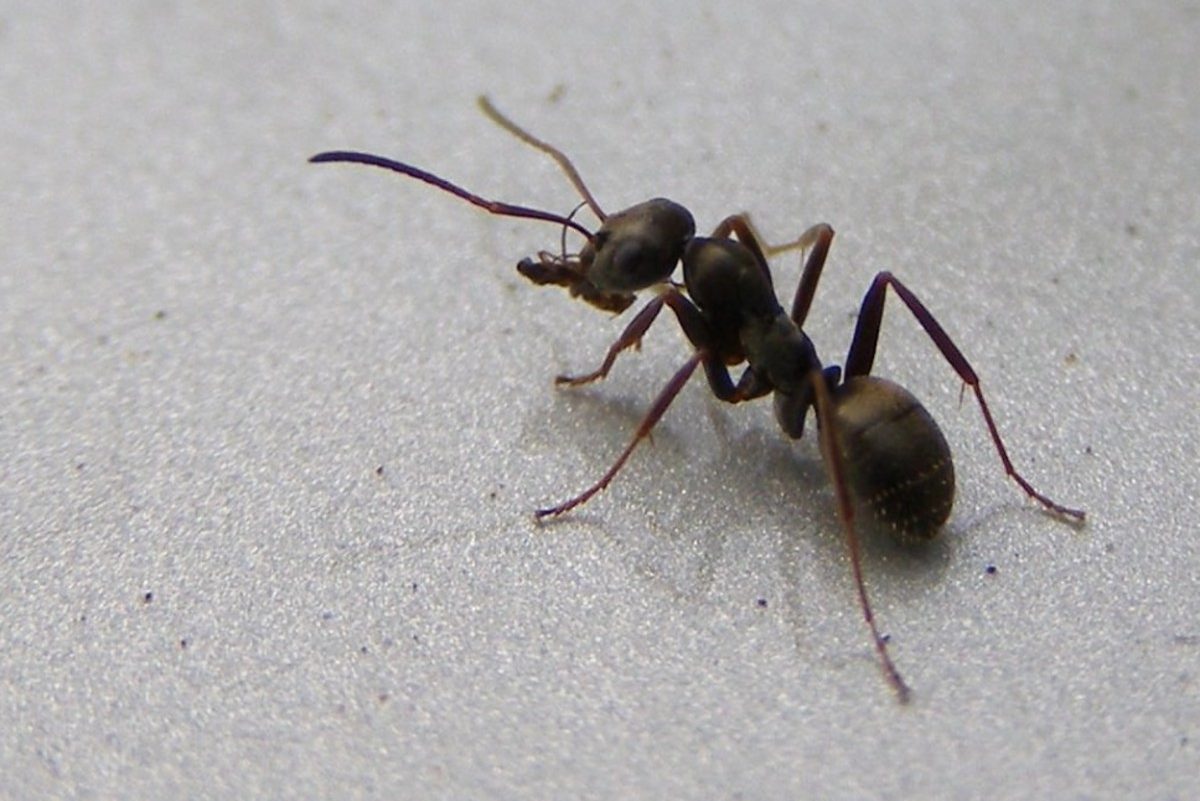 fourmis rid ser repousser abusada hormigas gearhead societies champion gracias altdriver ziprageous rig hormiga