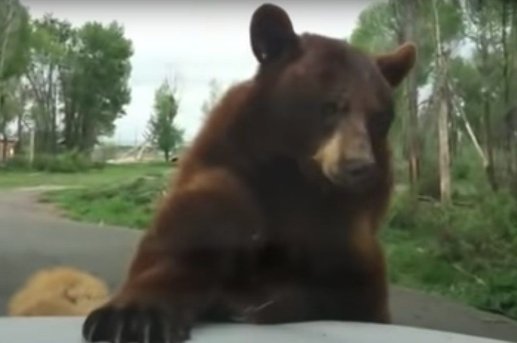 bear climbs on top of car