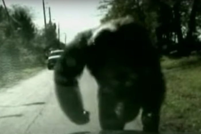 Chimp Escapes From Its Owner and Ruins One Police Officer’s Day